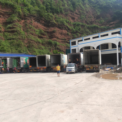 屏山茵紅李產銷兩旺,銷售價格持續穩中有升